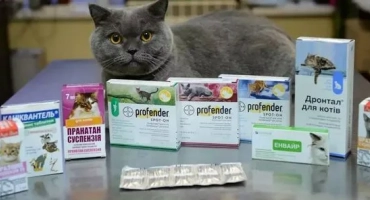 Glorhingon за котки: антелминтни лекарства